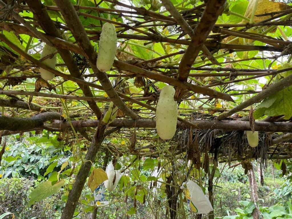New Organic Home Stay Mudigere 외부 사진